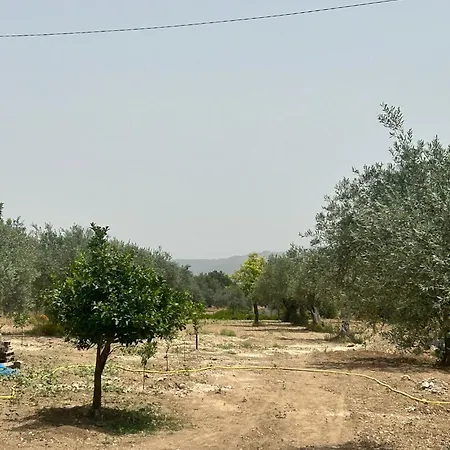 Dom Villa *